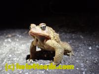 /home//u458753944/public_html/sourcegallery//Roxborough Toad Detour/2013-2019/2016/2016-03-31/P3310575.JPG